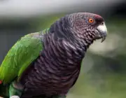 Papagaio Imperial 1