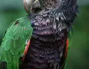 Papagaio Imperial 2