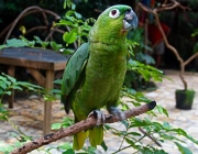 Papagaio-Moleiro 1