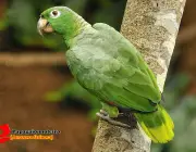 Papagaio-Moleiro 3
