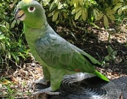 Papagaio-Moleiro 5