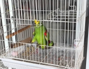Papagaio na Gaiola 1