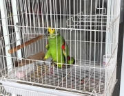 Papagaio na Gaiola 1