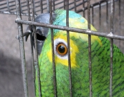 Papagaio na Gaiola 4