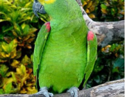 Papagaio no Seu Habitat 1