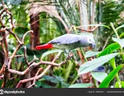 African Grey Parrot Psittacus Erithacus in Natural Habitat