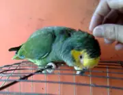 Papagaio Querendo Carinho 1