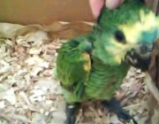 Papagaio Querendo Carinho 2