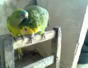 Papagaio Querendo Carinho 3