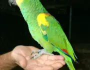 Papagaio Querendo Carinho 4