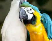 Papagaio Querendo Carinho 6