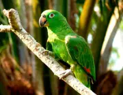 Papagaio Real Da Amazonia 1