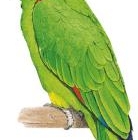 Papagaio Real Da Amazonia 2