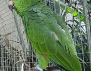 Papagaio Real Da Amazonia 3