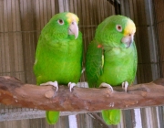Papagaio Real Da Amazonia 4