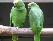 Papagaio Real Da Amazonia 5
