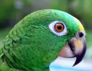 Papagaio Real Da Amazonia 6