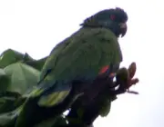 Papagaio Santa Lúcia 3
