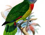 Papagaio Santa Lúcia 5