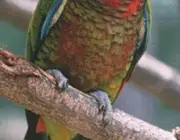 Papagaio Santa Lúcia 6