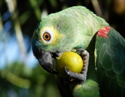 Papagaio se Alimentando na Natureza 1
