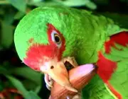 Papagaio se Alimentando na Natureza 3