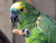 Papagaio se Alimentando na Natureza 4