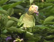 Papagaio se Alimentando na Natureza 5