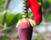 Papagaio se Alimentando na Natureza 6