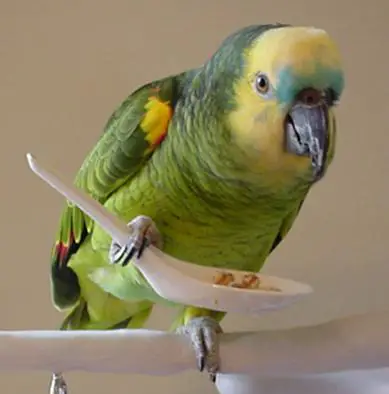 Papagaio Verdadeiro Comendo 2