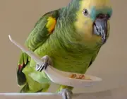 Papagaio Verdadeiro Comendo 2