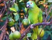 Papagaio Verdadeiro Comendo 3