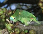 Papagaio Verdadeiro Comendo 4