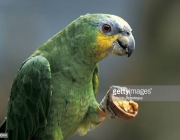 Blue fronted Amazon. Amazona aestiva.   (Photo by Francis Apesteguy/Getty Images)