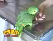 Papagaio Verdadeiro de Criação 1