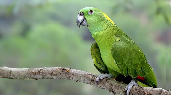 Papagaio-Verdadeiro 4