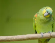 Papagaio-Verdadeiro 5