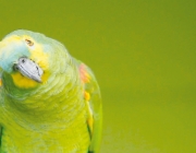 Papagaio-Verdadeiro 6