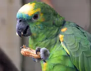 Papagaio Verde Comendo 1