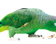 Papagaio Verde Comendo 2