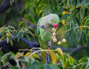 Papagaio Verde Comendo 3