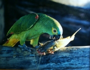 Papagaio Verde Comendo 4