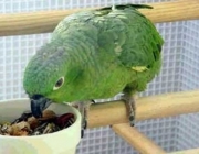 Papagaio Verde Comendo 5