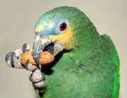 Papagaio Verde Comendo 6