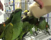 Papagaio Verde de Estimação 1