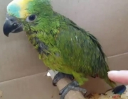Papagaio Verde de Estimação 2