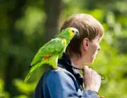 Papagaio Verde de Estimação 3