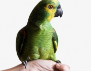 Papagaio Verde de Estimação 4