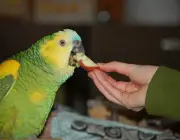 Papagaio Verde de Estimação 5