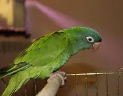Papagaio Verde 1